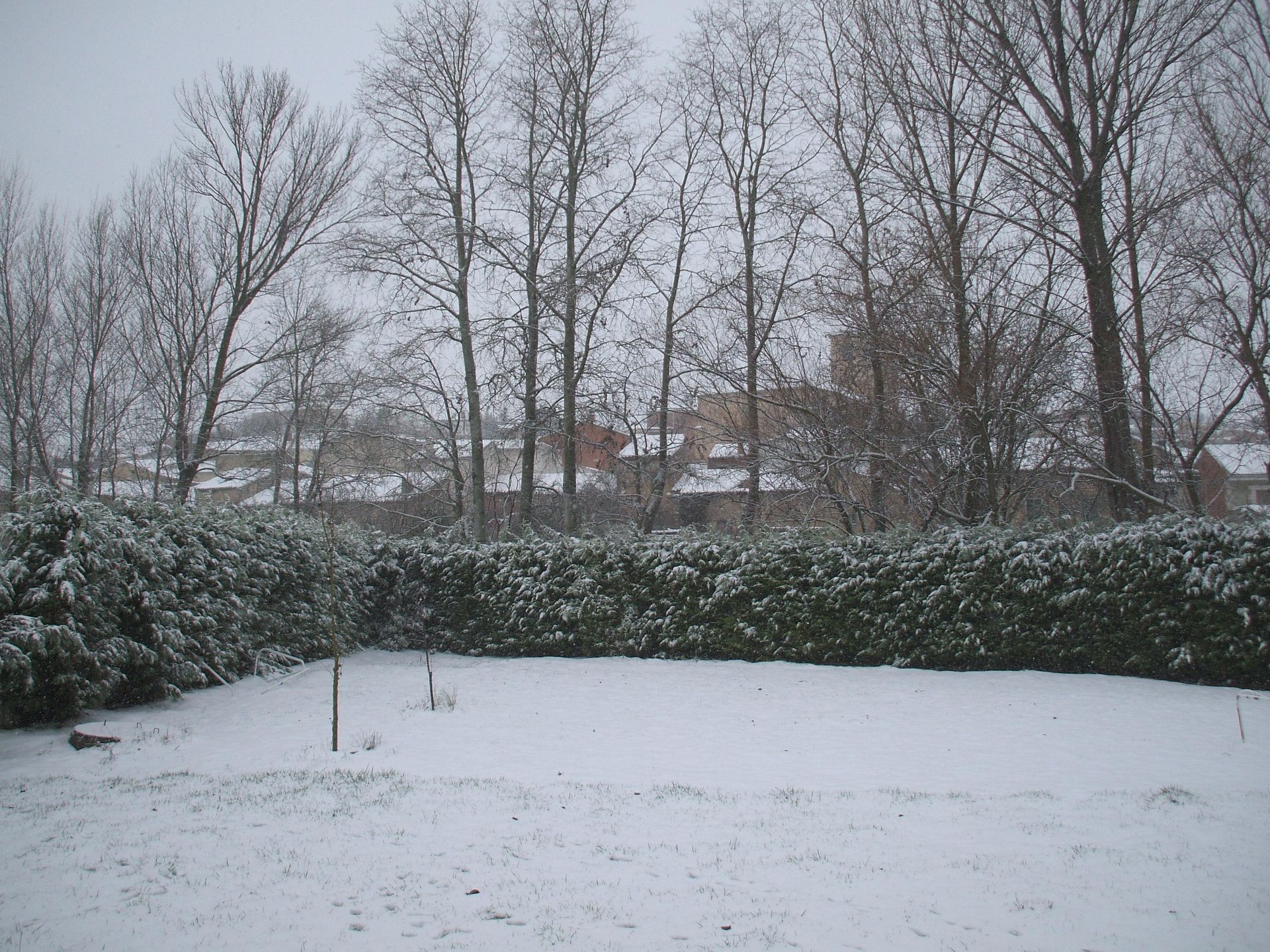 Continua nevando en Royuela de Rio Franco